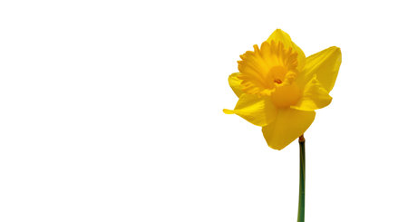 beauty yellow flower of daffodil blossom isolated on white background with copy spaceの写真素材
