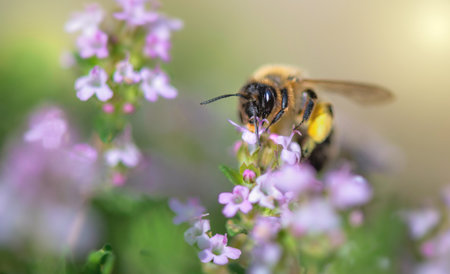 closeup on a honey bee pollinating white flowers of thyme in a garden on blurred background in...