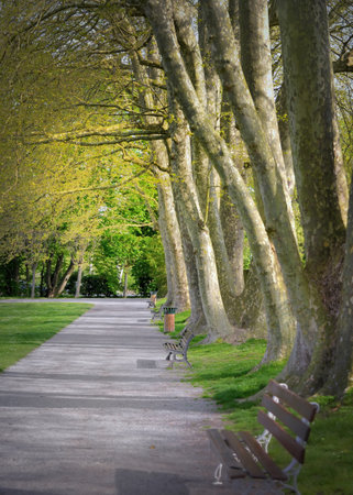 quiet scene in a public park crossing by an alley with benches and large trunks of tree at the edge