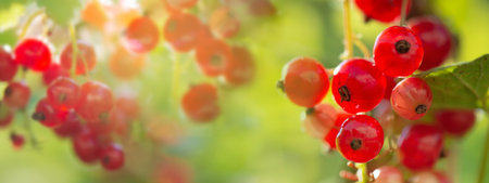 close up on branch of ripe red currant in a garden on green background. in sunny lightの写真素材