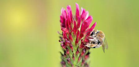 closeup on a honey bee collecting pollen on clover flower on green blurred backgroundの写真素材