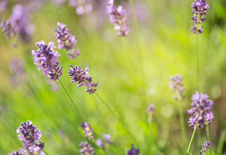 lavender blooming in a garden with a honey bee flying next to flowerの写真素材