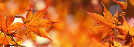 cluseup on beautiful leaf of a japanese maple tree in sunny light - autumnal foliageの写真素材