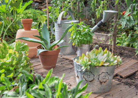 succulents plants in potted agave and jourbarbe in decorative pots growing in a vegetable gardenの写真素材