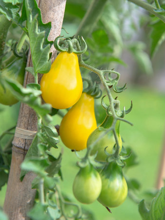 closeup on ripe yellow cherry tomatoes ripening in a vegetable garden attached to a guardian in green foliageの写真素材