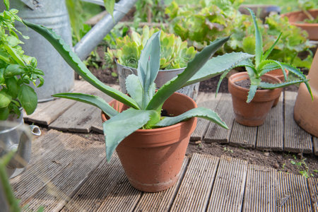 close up on succulent plant in potted like agave growing in a gardenの写真素材