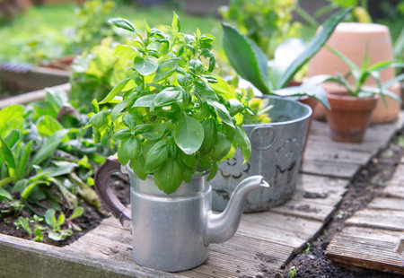 closeup on fresh basil in a decorative pot growing outdoors in a gardenの写真素材
