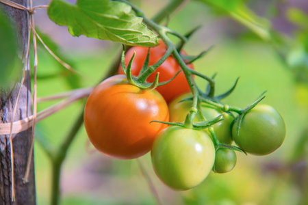 closeup on red tomatoes ripening in a vegetable garden attached to a guardian in green foliageの写真素材