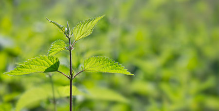 closeup on textured leaf of nettle in light on green backgroundの写真素材