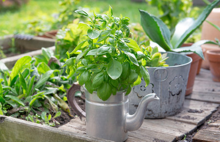 closeup on fresh basil in a decorative pot in a gardenの写真素材