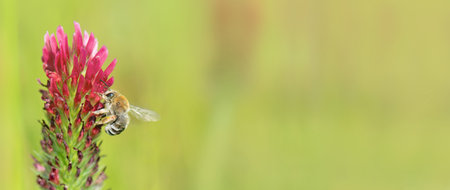 closeup on a honey bee collecting pollen on clover flower on green blurred background and copy spaceの写真素材