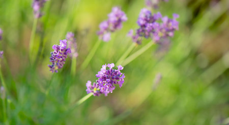 closeup on lavender flower blooming in a gardenの写真素材