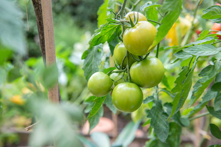 closeup on green tomatoes growing in a vegetable garden among leavesの写真素材