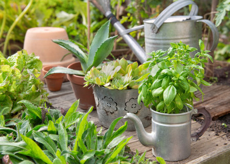 fresh basil in a decorative pot growing outdoors in a garden with succulent plants pottedの写真素材
