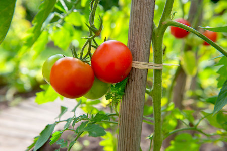 closeup on red tomatoes ripening in a vegetable garden attached to a guardian in green foliageの写真素材