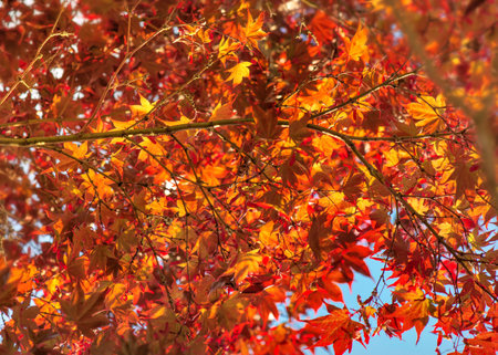 closeup on beautiful red leaf of a japanese maple tree in sunny light - autumnal colors backgroundの写真素材