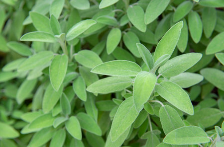 closeup on fresh leaf of sage growing in a gardenの写真素材