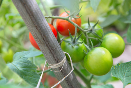 closeup on red tomatoes ripening in a vegetable garden attached to a guardian in green foliageの写真素材