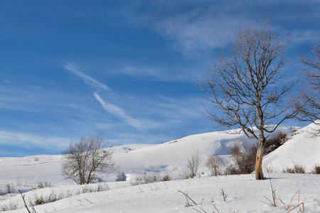 winter alpine landscape covered with snow with trees under blue skyの写真素材