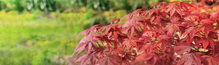 closeup on beautiful leaf of a japanese maple tree in a garden - autumnal foliageの写真素材
