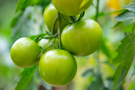 closeup on green tomatoes growing in a vegetable garden among leavesの写真素材
