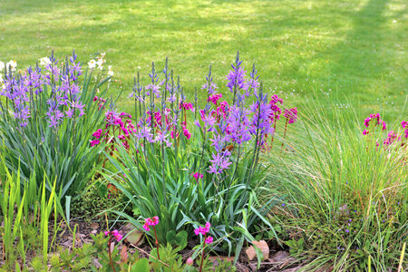 colorful flowers blooming in a flower bed in front of lawn in a gardenの写真素材