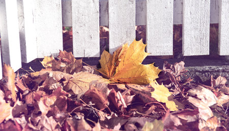 closeup on pile of yellow leaf pushed by the wind against a white wooden fence of a garden contrast...
