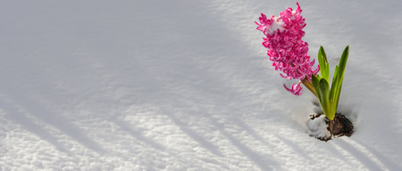 isolated blooming pink hyacinth flowers in the snow in panoramic viewの写真素材