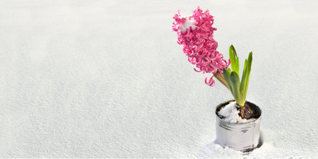 isolated blooming pink hyacinth flowers potted in the snow