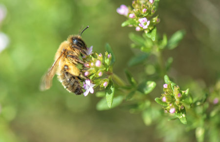 closeup on a honey bee pollinating white flowers of thyme in a garden on blurred background in springtimeの写真素材
