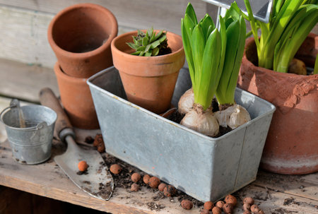 flower bulbs and plants; for potted in metal can and terra cotta flowerpot on a wooden tableの写真素材
