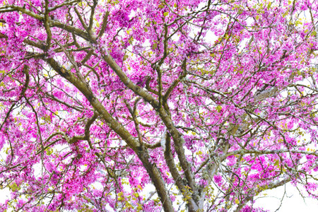 purple flowers of a judas tree blooming in branchesの写真素材