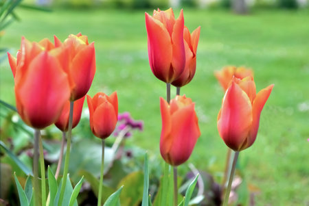 beautiful red tulips head blooming in a spring garden on green backgroundの写真素材