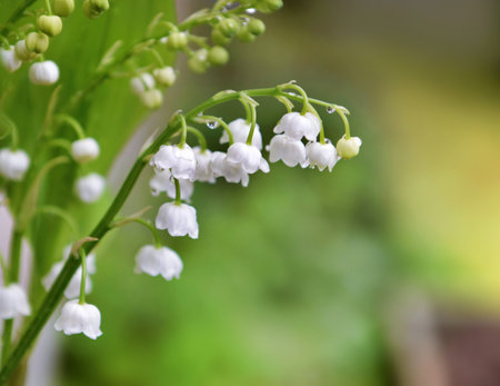 close on white bells of pretty bouquet of fresh lily-of-the-valley blooming in a gardenの写真素材