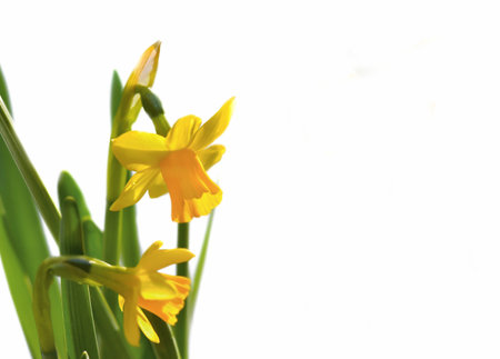 closeup on beautiful yellow narcissus blooming on white backgroundの写真素材