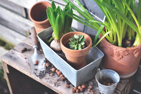 flower bulbs and plant for potted in metal can and terra cotta flowerpots with garden equipment on a wooden tableの写真素材