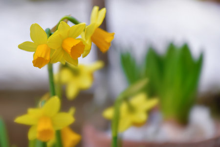 narcissus blooming in a garden in front of Hyacinth growing in a flower pot covered with snowの写真素材