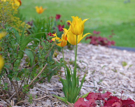 beautiful yellow tulips blooming in a flowerbed in a spring garden with wood chips on the soilの写真素材