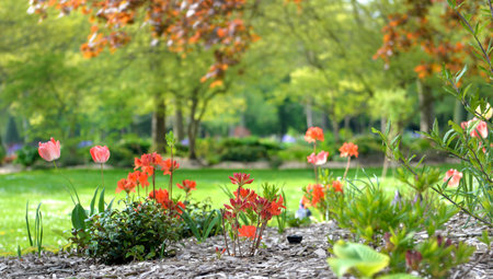 mulched flower bed in a public park and foliage of trees aboveの写真素材
