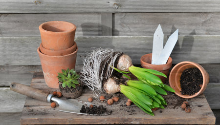 hyacinth with bulbs and roots for potted with shovel dirty and terra cotta flowerpot on a garden table on a wooden backgroundの写真素材