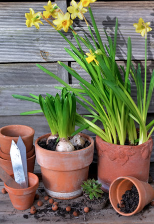 potted of narcissus and Hyacinth with terra cotta flower pot on wooden backgroundの写真素材