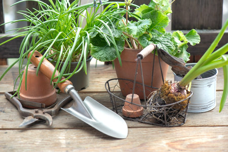 garden tools with a little shovel on a wooden table among flowerpot and plantの写真素材
