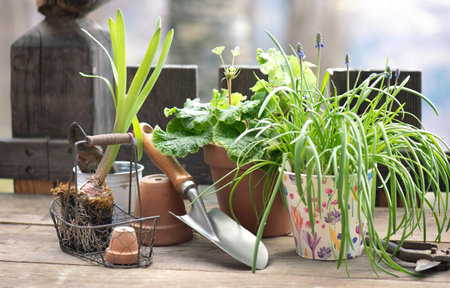flower pot and plant with shovel on wooden table in balcony in front of wooden bodyguardの写真素材