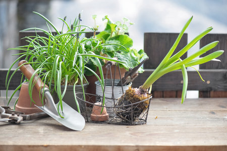 garden tools with a little shovel on a wooden table among flowerpot and plant in balconyの写真素材
