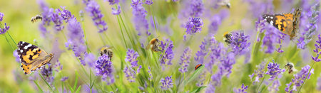 beautiful panoramic view on scenic nature with honey bees, butterfly and lady bud gathering pollen in flowers of lavender in a gardenの写真素材