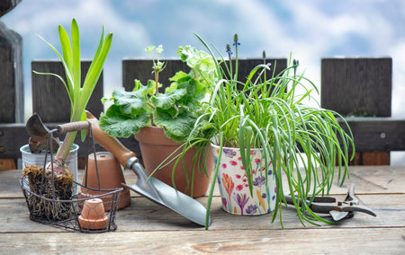 flowerpot and plant with shovel on wooden table in balcony in front of wooden bodyguardの写真素材