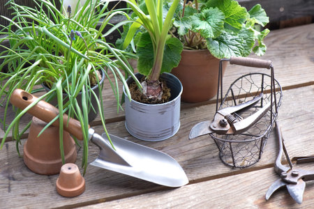 garden tools with a little shovel on a wooden table among flowerpot and plantの写真素材