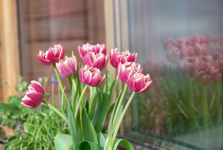 bouquet of beautiful double flowered tulips in front of a glass of a bay window with reflectionの写真素材