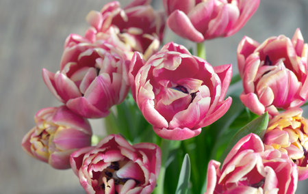 closeup of beautiful pink double-flowered tulip flowers isolated on clear background