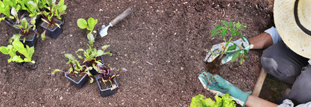 top view of a woman wearing a straw hat and planting vegetable seedlings in the soil of a garden
